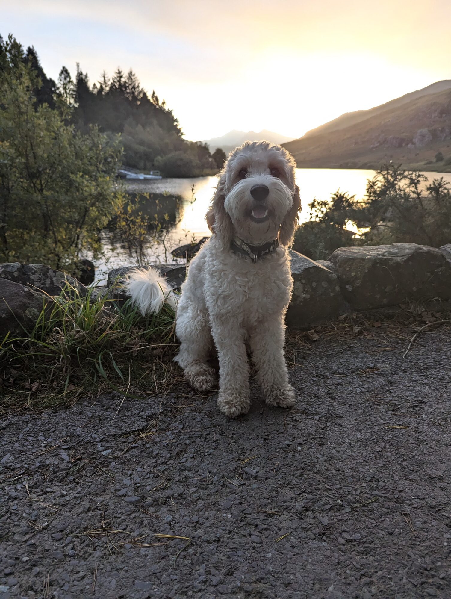 White dog at sunset next to llynau mymbyr