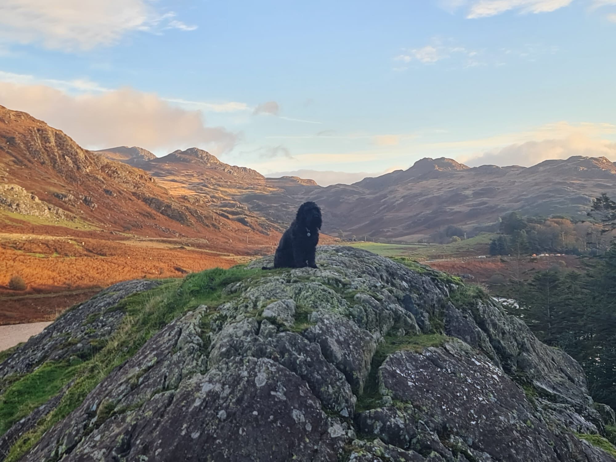 Black dog on rock with Yr Wyddfa in the background