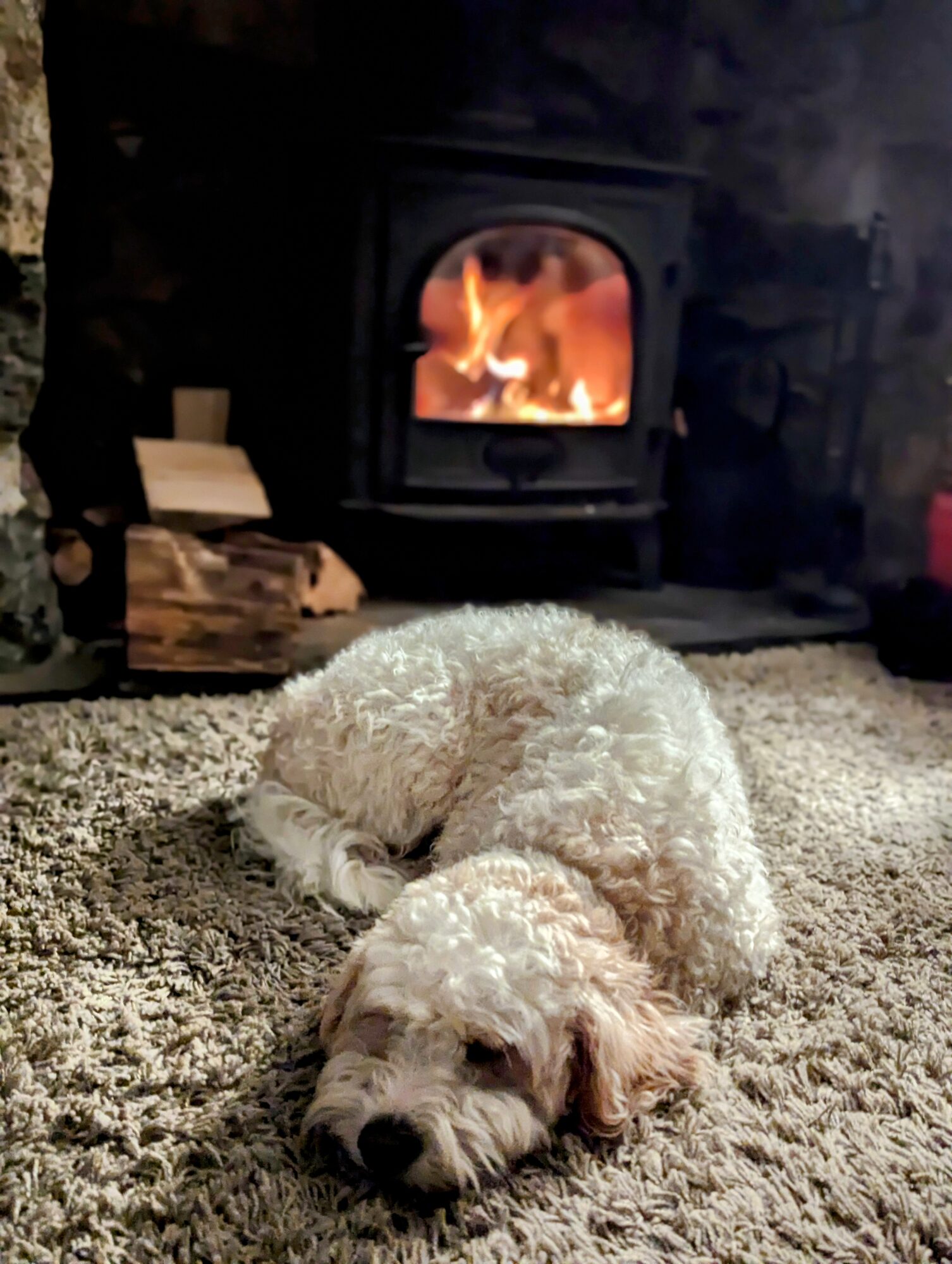 White dog relaxing in front of cosy log burner